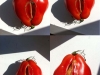 4-tomates 4-tomates